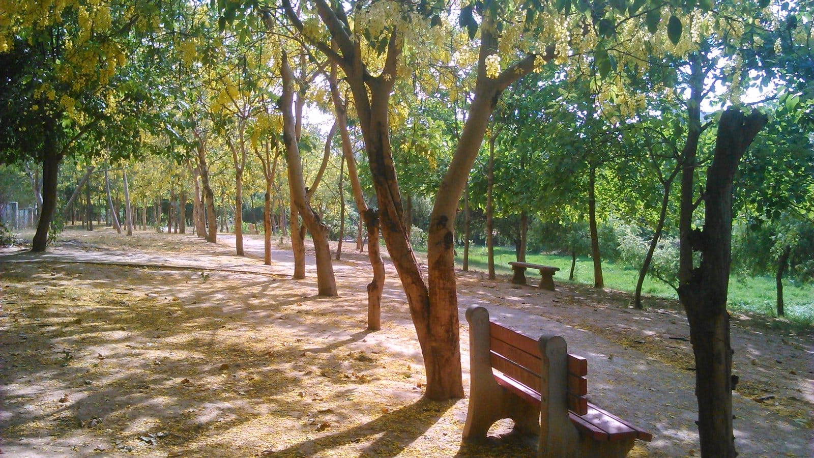 Golden shower trees in full yellow bloom shade a dusty park path and a bench at a spot geotagged in Sector 55, Gurugram, photographed on a late-May afternoon
